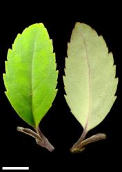 Veronica senex. Leaf surfaces, adaxial (left) and abaxial (right). Scale = 10 mm.
 Image: P.J. Garnock-Jones © P.J. Garnock-Jones CC-BY-NC 3.0 NZ